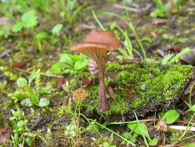 La  Flora  micologica  Alsaziana